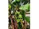 The Banana tree is producing fruit at 17808 Se 115Th Ct, Summerfield, FL 34491
