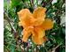 Vibrant orange hibiscus flower in full bloom at 17808 Se 115Th Ct, Summerfield, FL 34491