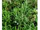 The Rosemary Bush is abundant at 17808 Se 115Th Ct, Summerfield, FL 34491