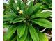 Exterior view of a tropical plant with white flowers adding beauty to the backyard at 17808 Se 115Th Ct, Summerfield, FL 34491