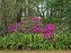 Landscaped yard with lush plants and colorful azalea bushes at 10975 Sw 69Th Cir, Ocala, FL 34476