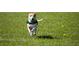 Delightful image of a dog running on green grass, holding a ball at 7947 Sw 83Rd Pl, Ocala, FL 34476