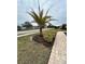 Charming landscaped front yard with a palm tree and beautiful walkway, enhancing curb appeal at 31771 Red Tail Blvd, Sorrento, FL 32776