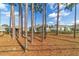 View of house from the backyard, many pine trees present at 451 Hickory Course Loop, Ocala, FL 34472