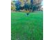 View of a dog standing in lush green pasture surrounded by trees at 11064 Ne 212Th Ln, Fort Mc Coy, FL 32134