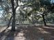 Sunlit property with mature trees and Spanish moss, casting shadows across a rustic scene at 11064 Ne 212Th Ln, Fort Mc Coy, FL 32134