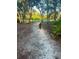 Dog walking on a light sand path surrounded by tall trees with green foliage at 11064 Ne 212Th Ln, Fort Mc Coy, FL 32134