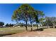 Large pine trees on a sunny golf course at 15440 Sw 14Th Avenue Rd, Ocala, FL 34473