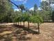 Picture of a long line of manicured trees in the backyard, with plenty of shade at 22777 Sw Surf Blvd, Dunnellon, FL 34431
