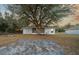 Backyard view showcasing a large tree and gravel area at 37 Willow Run, Ocala, FL 34472