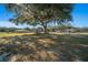 Wide open space with large oak tree, shed, and barn at 4248 Ne 175Th Street Rd, Citra, FL 32113