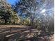 Sunny backyard with large oak trees and wooden fence at 9100 Se 180Th Avenue Rd, Ocklawaha, FL 32179