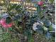 Camelia bush with pink and white blooms at 9100 Se 180Th Avenue Rd, Ocklawaha, FL 32179