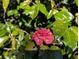 Single red camellia blossom in full bloom at 9100 Se 180Th Avenue Rd, Ocklawaha, FL 32179