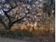 Sunset view through trees with Spanish moss at 9100 Se 180Th Avenue Rd, Ocklawaha, FL 32179