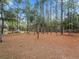 Wooded backyard with pine needle ground cover at 801 Nw 75Th Ter, Ocala, FL 34482