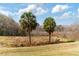 Peaceful backyard with two palm trees and a tranquil marsh view at 7727 Sw 102Nd Loop, Ocala, FL 34476