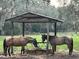 Horses feeding at a covered wooden feeder in a grassy pasture at 10245 Sw 105Th St, Ocala, FL 34481