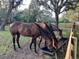 Three brown horses enjoying hay in a spacious pasture at 10245 Sw 105Th St, Ocala, FL 34481