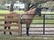Beautiful horse wearing a fly mask standing near a wooden fence at 10245 Sw 105Th St, Ocala, FL 34481