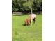 Horses graze in a grassy pasture on a sunny day at 10245 Sw 105Th St, Ocala, FL 34481