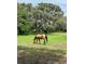 Scenic pasture view with grazing horse and mature trees draped with Spanish moss at 10245 Sw 105Th St, Ocala, FL 34481