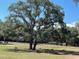 Expansive grassy pasture featuring majestic oak trees with a horse in the distance at 10245 Sw 105Th St, Ocala, FL 34481