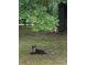 Charming dog resting on a grassy lawn near a shady tree at 10245 Sw 105Th St, Ocala, FL 34481