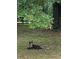 Lawn area beneath the canopy of a tree where a dog lies contentedly on the green grass at 10245 Sw 105Th St, Ocala, FL 34481