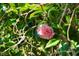 Close-up of a pink camellia flower amidst lush green foliage, adding beauty to the property at 404 Cr 487, Lake Panasoffkee, FL 33538