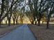 Long private driveway lined with lush oak trees creating a picturesque entrance at 6255 Mercantile Ln, Fort Meade, FL 33841