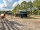 Horse in a pasture with two hay feeders at 7045 Greengrove Blvd, Clermont, FL 34714