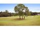 Picturesque view of the golf course with a cluster of pine trees on the green at 9651 Se 137Th Street Rd, Summerfield, FL 34491