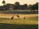 Picturesque golf course view featuring Sandhill cranes foraging, set against a backdrop of lush greenery and distant homes at 13187 Se 93Rd Terrace Rd, Summerfield, FL 34491