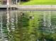 Scenic pond with ducks swimming in the green water at 8981 Sw Sw 209Th Cir, Dunnellon, FL 34431