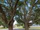 Two mature trees in front of the house at 301 Oak Track Way, Ocala, FL 34472