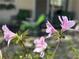 Close-up of pink flowers with green leaf foliage in the front yard at 9535 Sw 85Th Ter # C, Ocala, FL 34481