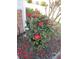 Vibrant bush with red flowers in a mulched garden bed adds a pop of color to the landscape at 11552 Sw 138Th Ln, Dunnellon, FL 34432