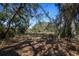 Tranquil view of natural land surrounded by trees and foliage, ideal for nature lovers and outdoor activities at 18434 Se 24Th St, Silver Springs, FL 34488