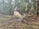 Lawn ornament in the shape of a dog in a natural wooded setting at 3081 Ne 49Th St, Ocala, FL 34479