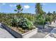 Close-up of garden plots in a neighborhood with various vegetables growing in a well-maintained area at 8843 Sw 57Th Place Rd, Ocala, FL 34481
