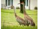 Pair of cranes strolling in the grass in front of a home in the community at 11792 Sw 137Th Loop, Dunnellon, FL 34432