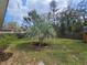 A spacious backyard with a palm tree, green grass, and a wood fence, perfect for outdoor activities at 5520 Nw 57Th St, Ocala, FL 34482