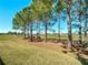 Backyard view showcasing green grass and mature trees adjacent to a golf course at 7527 Sw 97Th Terrace Rd, Ocala, FL 34481