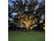 Backyard illuminated with landscape lighting showcasing a magnificent tree and lush greenery at 8033 Nw 28Th St, Ocala, FL 34482