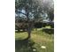 Well-maintained backyard featuring a lush lawn, mature trees, and fenced perimeter at 509 Del Mar Dr, Lady Lake, FL 32159