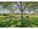 Mature tree creates a focal point in the spacious yard with manicured landscape, offering a serene outdoor setting at 13968 Se 96Th Cir, Summerfield, FL 34491