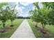 Walking path lined with young crepe myrtle trees on each side at 6138 Sw 89Th Lane Rd, Ocala, FL 34476