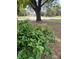 Well maintained front yard with established landscaping at 6725 Nw 14Th Ave, Ocala, FL 34475
