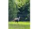 A wild turkey leisurely roams a grassy backyard enclosed by a black fence, surrounded by lush trees at 35 Lake Wood Cir, Ocala, FL 34482